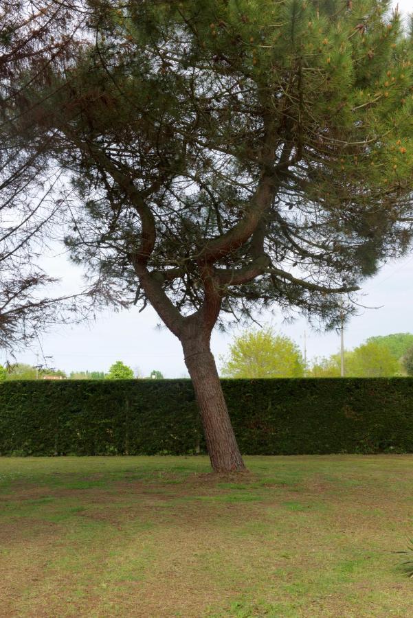 Natura كافالّينو المظهر الخارجي الصورة